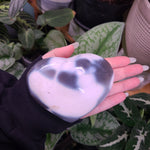 Load image into Gallery viewer, Orca Agate Hearts - Large
