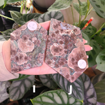 Load image into Gallery viewer, Oriental Flower Jasper - Rhyolite - Slabs
