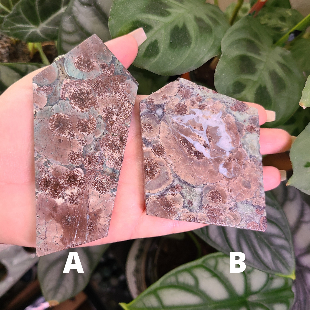 Oriental Flower Jasper - Rhyolite - Slabs