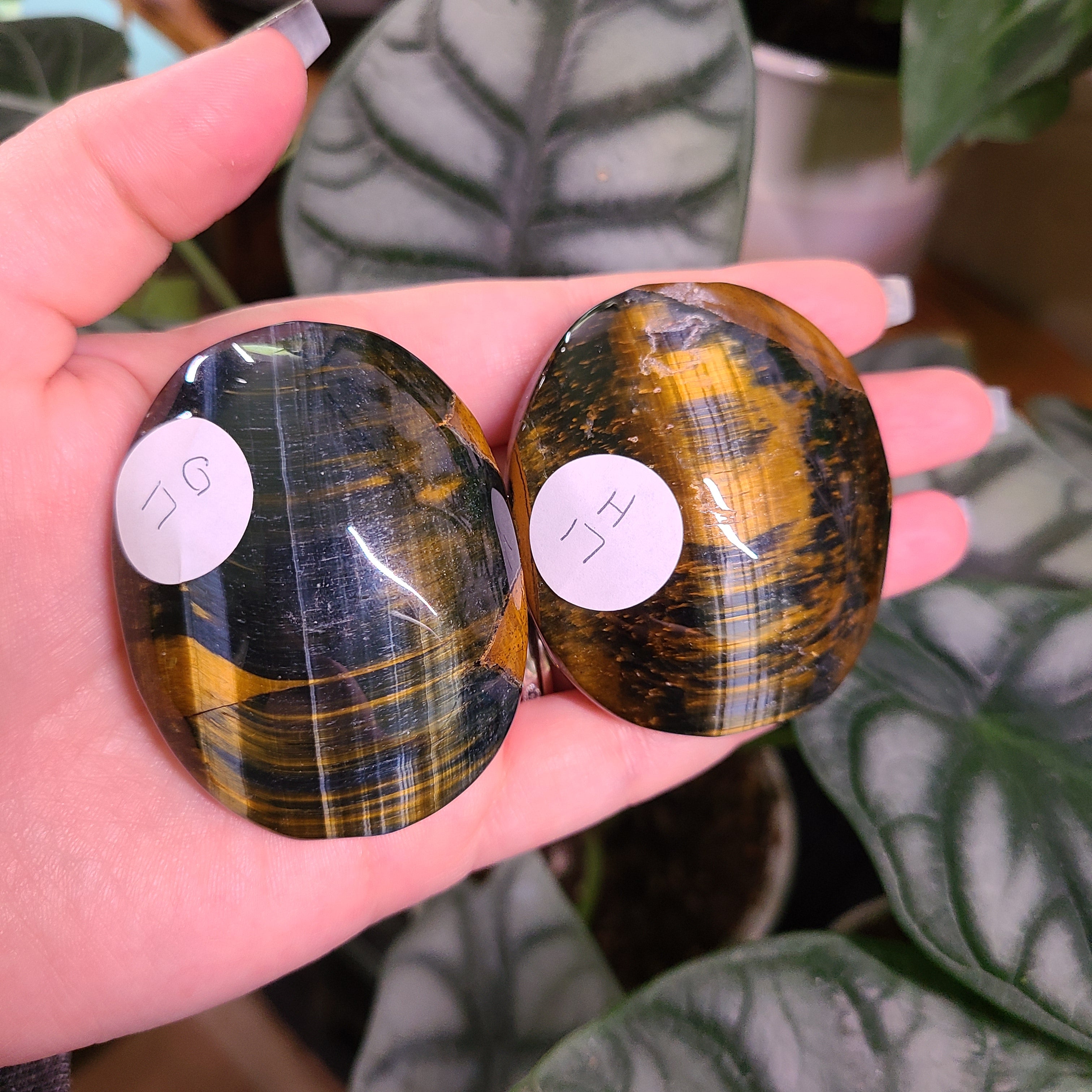 Blue Tigers Eye Palm Stones