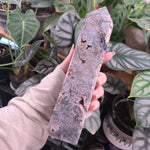 Load image into Gallery viewer, Moss Agate with Amethyst Obelisk - H

