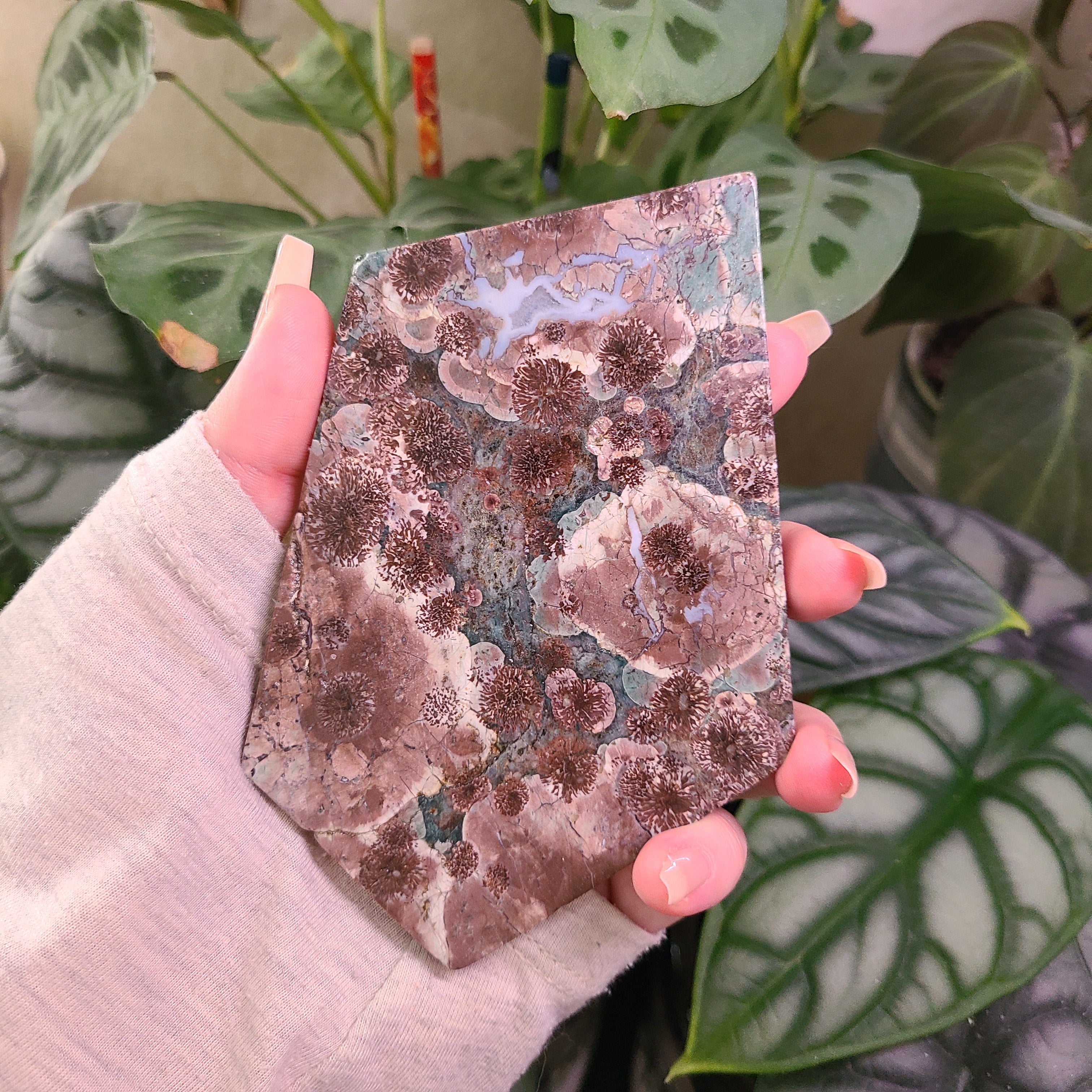 Oriental Flower Jasper - Rhyolite - Slabs