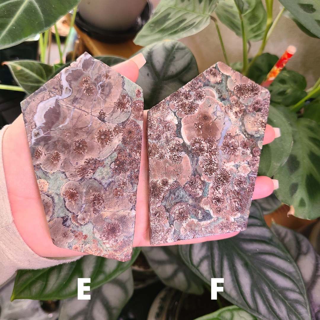 Oriental Flower Jasper - Rhyolite - Slabs