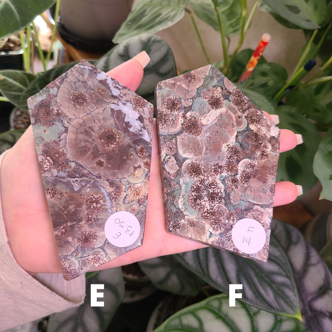 Oriental Flower Jasper - Rhyolite - Slabs