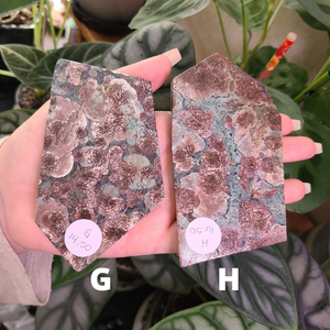 Oriental Flower Jasper - Rhyolite - Slabs